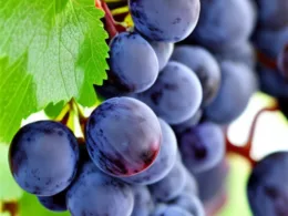 Jak zrobić wino z ciemnych winogron bez drożdży